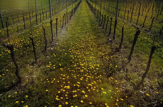 Tarassacum Officinalis (Talis in Friulian) growing between the rows of vines
