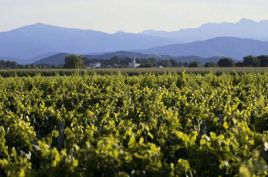 The Dolegnano vineyards and view of Mount Canin